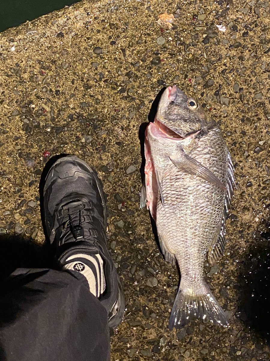 chakechannel's tweet photo. 釣れなかったけど他の釣り人にチヌもろた。

景色最高やった🎣 https://t.co/6197l5ehNk