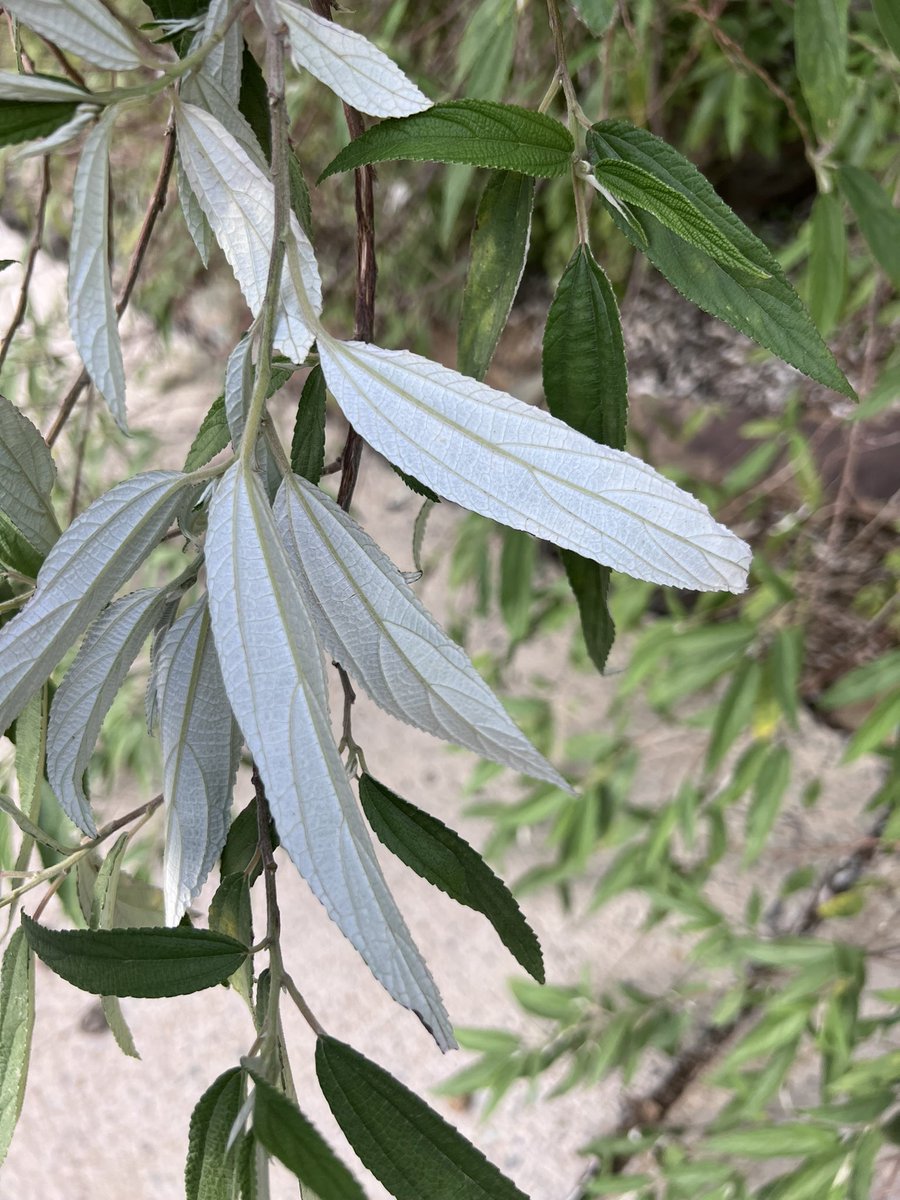 نبات السنب ويسمى الغبران من نباتات اصدار السراه