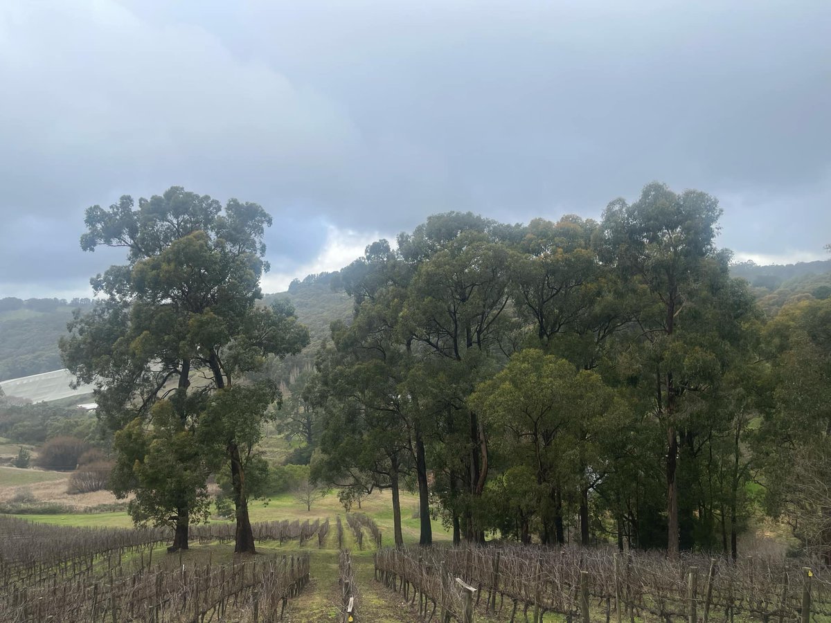 Gloomy Views from the Lofty Winery on Saturday. #fyp #wine