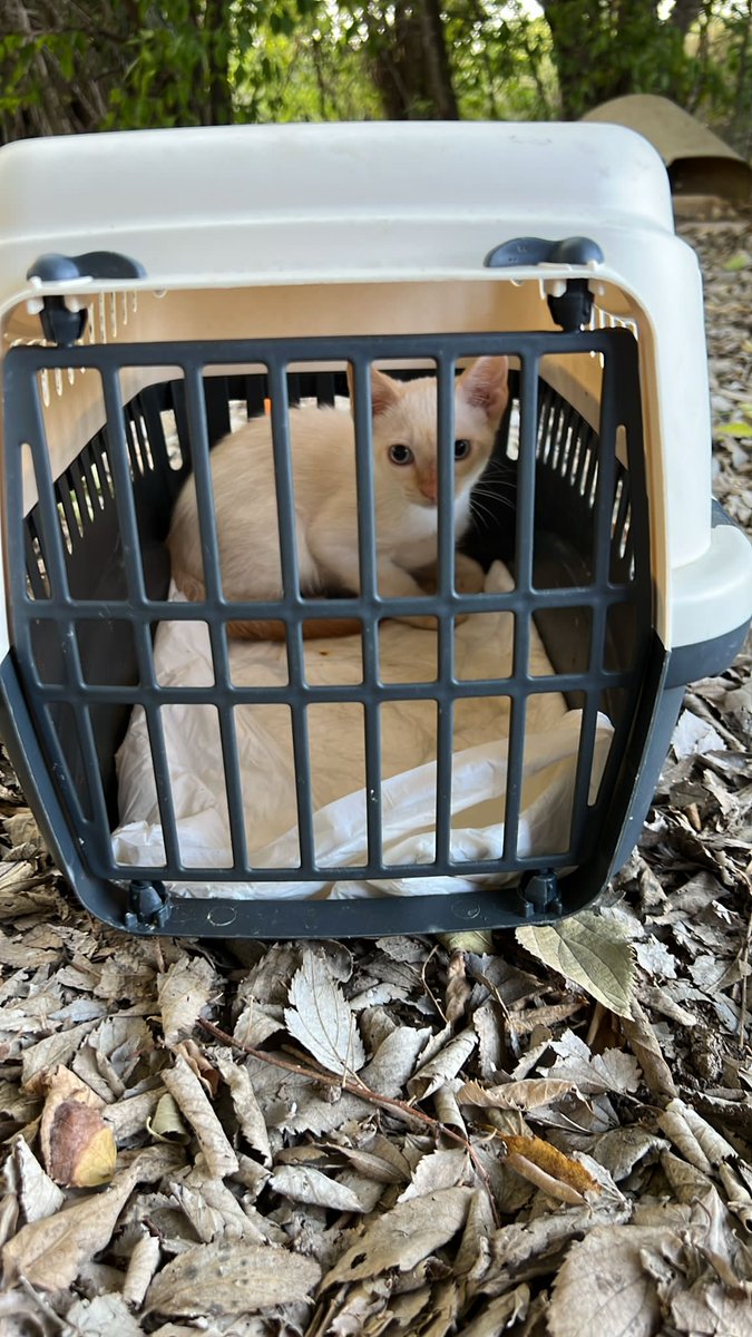 Destiny fue abandonado en un transportín en una de nuestras colonias

Es un macho de 3 meses, dulce y dócil
Buscamos adopción responsable, no se merece lo que le han hecho

✅desparasitado
✅ negativo a enfermedades

📨info@catmur.es
📱626925223
📍Murcia

💚RT💚