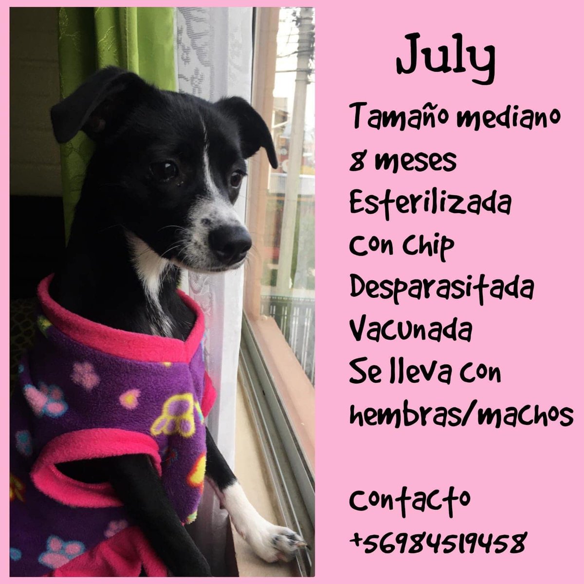 "Llevo meses publicándola y nadie se ha interesado en ella. Fue rescatada de la calle. Está esterilizada, vacunada, con chip y desparasitada. Se va a dejar a domicilio con collar y chapita. Hago seguimiento. Si deseas adoptarla, comunícate al +56984519458." Favor RT!
#Peñaflor