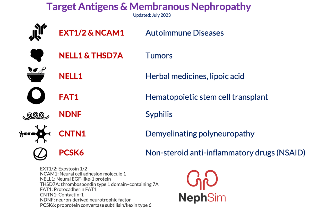 Target antigens/associations &amp; membranous nephropathy #BRCU2024 <a href="/Neph_SIM/">NephSIM</a>