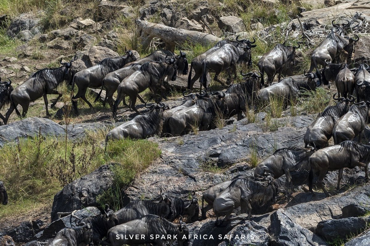 SSA_Limited's tweet photo. While watching thousands of wildebeest thunder across the plains and plunging through crocodile-infested waters is thrilling enough, these are not the only creatures you will see.
Free Inquiry: silversparkafricasafarisltd@gmail.com
#SilverSparkAfrica #Kenya #Wildbeest https://t.co/3F59Xyi6pR