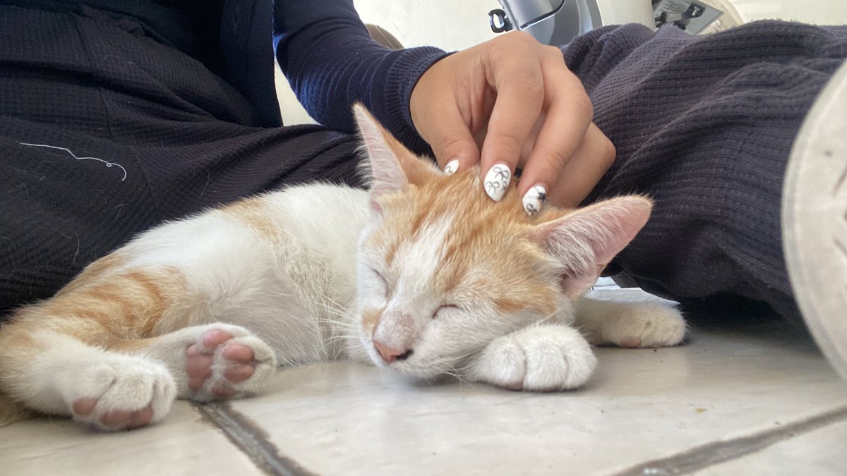 prsimary's tweet image. UPDATE YG PUNYA RUMAH AKHIRNYAA SADAR DAN DATENG GUSY 🥳🥳🥳 td kita kerkel biologi trs ini setelah kerkel kita nyusun puzzle 😴😴 nanti kalo video kerkelku sudah diupload dilike ya gusy 😛😛 ((((bonus foto kucing liar))))