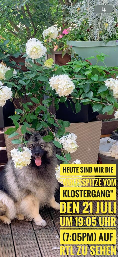 vom_klostergang's tweet photo. Heute sind wir die Wolfsspitze vom Klostergang den 21 Juli um 19:05 Uhr (7:05pm) auf RTL zu sehen🥰🥰🥰
@Linga_Bhairavi
@WolfsspitzDon
@Whitecat1971
@yoga_and_more
@herrdesfluffs
#dogsoftwitter #DogsofTwittter #DogsOnTwitter #spitz #wolfsspitz #keeshond https://t.co/ikvagsF9P8