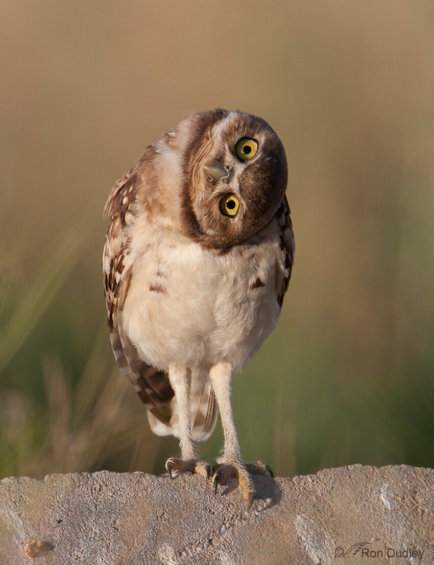 All of us watching those drone shots at the Hungarian GP
