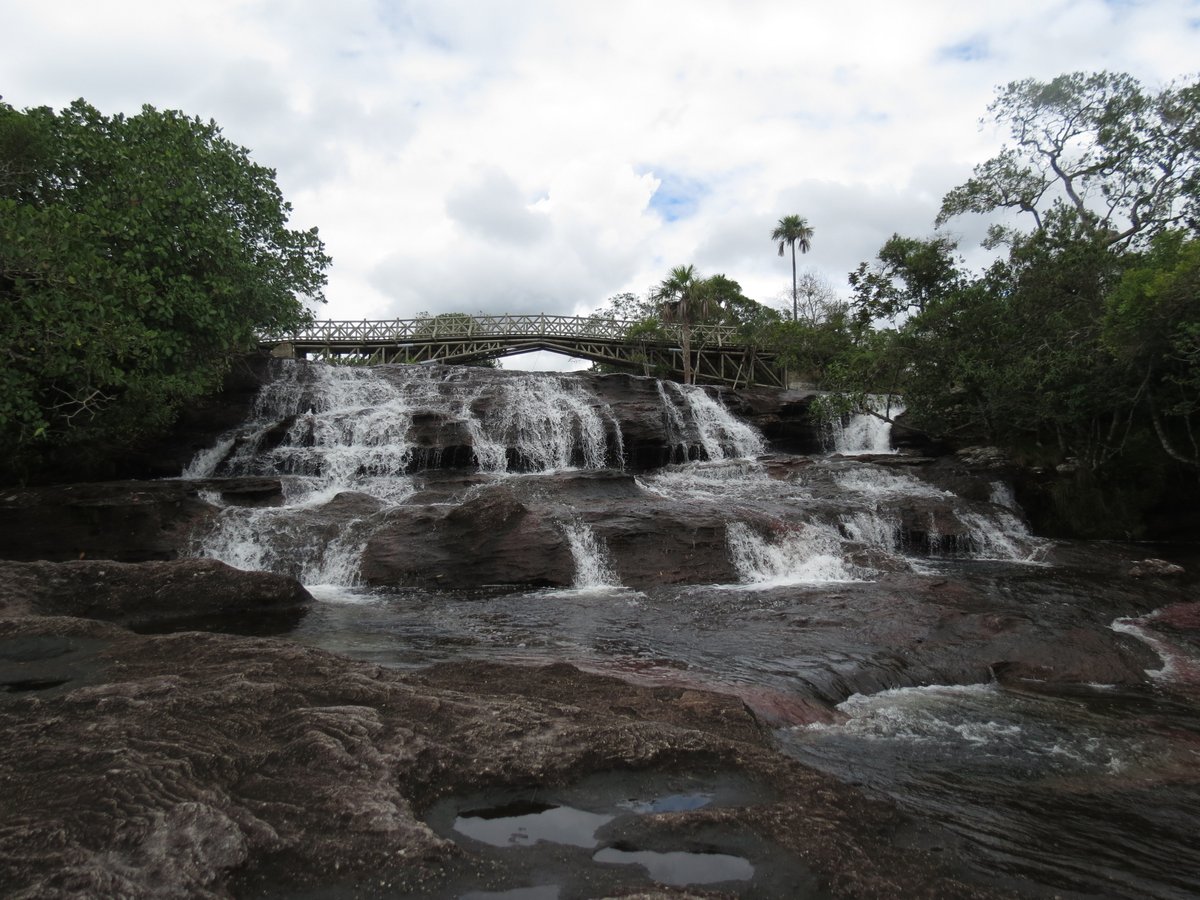 MaoLizcano's tweet photo. #vacan&amp;ando primera entrega de parajes y fauna del recorrido por parque Caño Cristales, Opisthocomus hoazin (Pava Hedionda), Caño Escondido, Manto de la Virgen,  Cascada Cristales https://t.co/v5RfhLtsxk