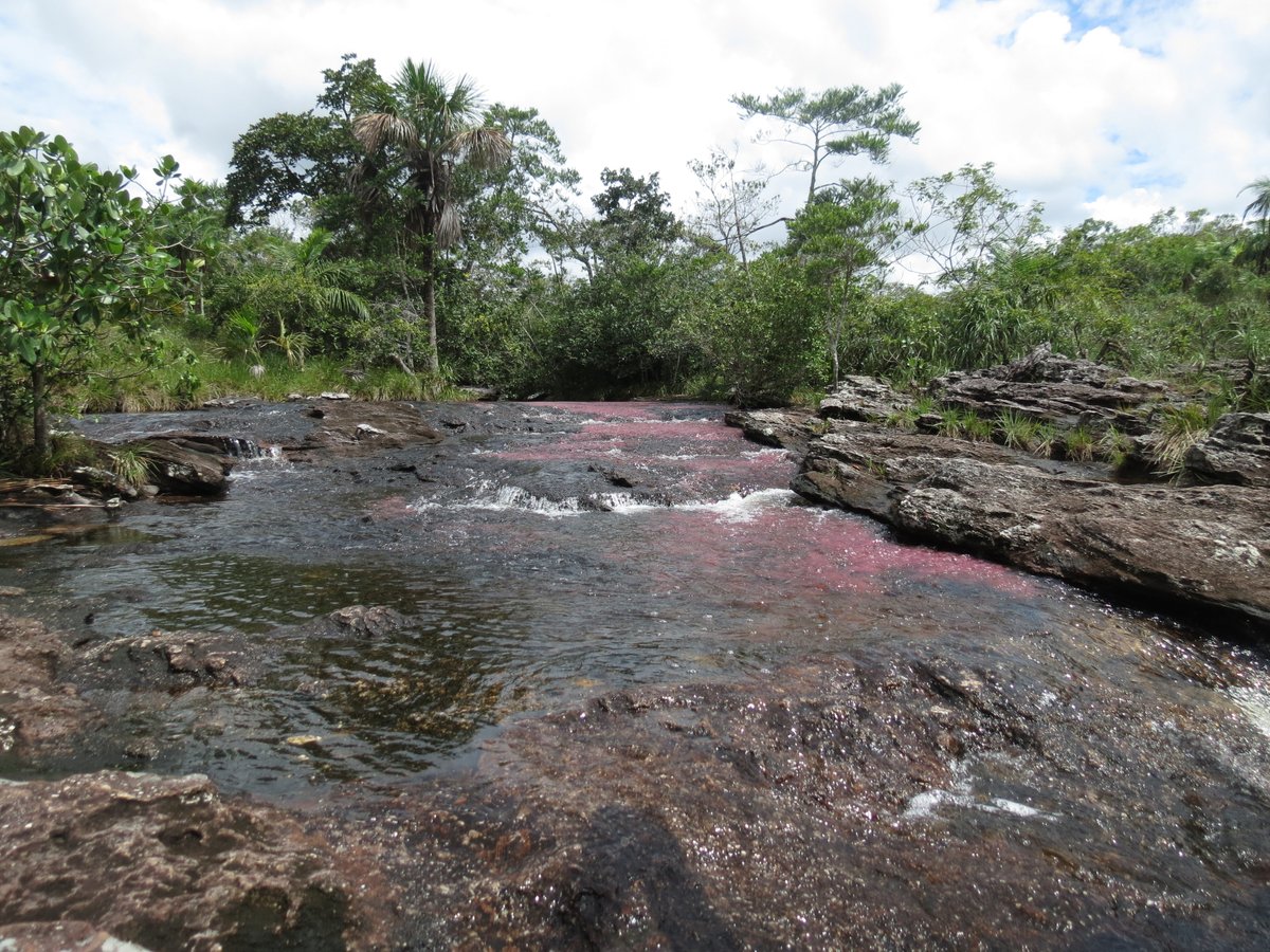 MaoLizcano's tweet photo. #vacan&amp;ando primera entrega de parajes y fauna del recorrido por parque Caño Cristales, Opisthocomus hoazin (Pava Hedionda), Caño Escondido, Manto de la Virgen,  Cascada Cristales https://t.co/v5RfhLtsxk