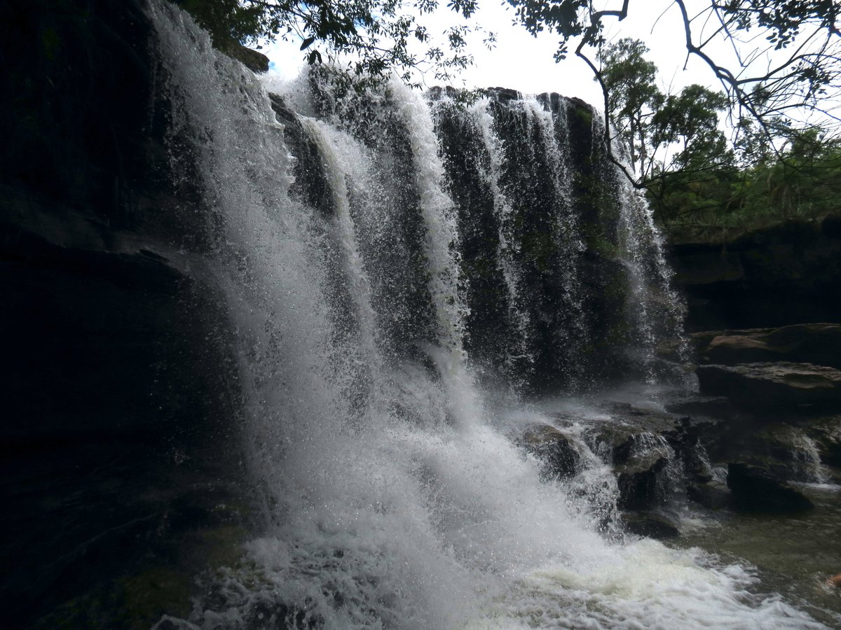 MaoLizcano's tweet photo. #vacan&amp;ando primera entrega de parajes y fauna del recorrido por parque Caño Cristales, Opisthocomus hoazin (Pava Hedionda), Caño Escondido, Manto de la Virgen,  Cascada Cristales https://t.co/v5RfhLtsxk