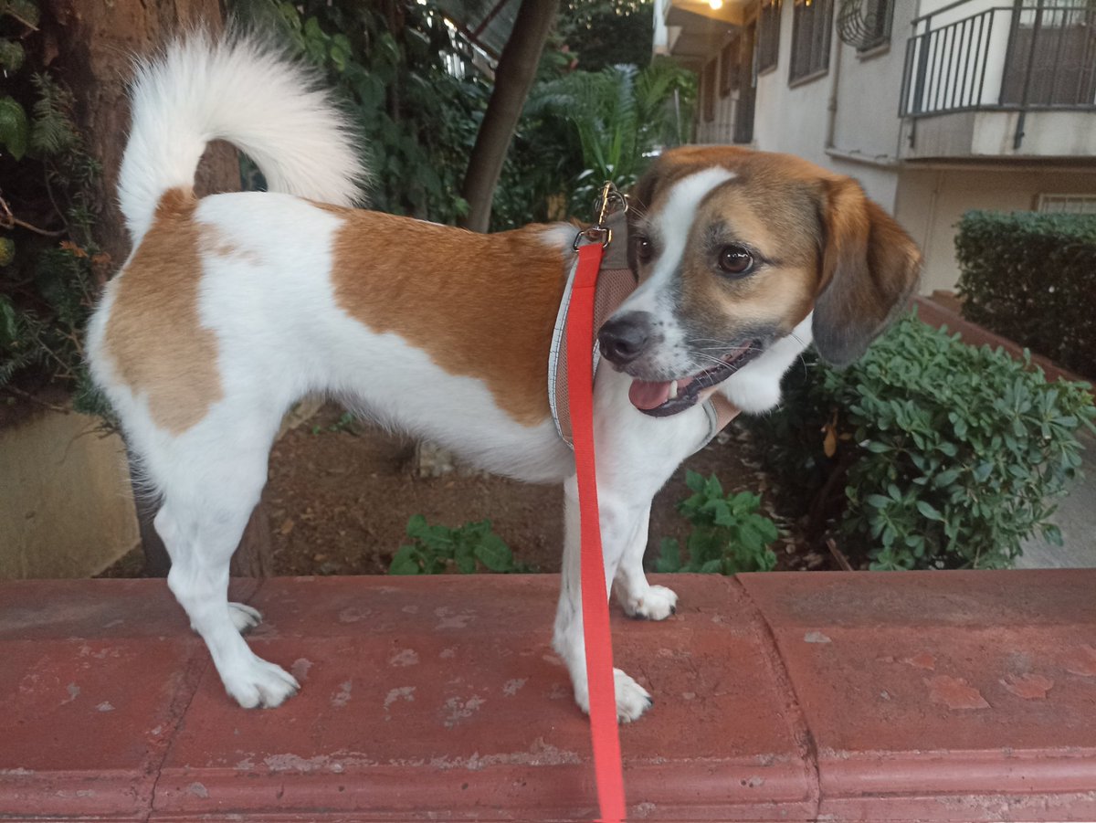 sultigin's tweet photo. Bugün kadıköy'de 50'li yaşlarında olduğunu düşündüğüm 3 kadın köpeğimi görüp ayyy ısırır kaçın diye bağırarak uzaklaştı. İnsanları ne kadar çabuk nefretle doldurduğunuzu hayranlıkla izliyorum. #SokakHayvanlarıYalnızDeğil https://t.co/9vzD7RylA6