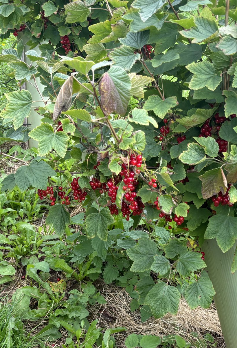 rattycastle's tweet photo. @rowleysraspberrirs #longmeg #Stonecircle #pickyaown #raspberries #redcurrants #gooseberries great way to spend 30 mins #buylocal https://t.co/pPJGsdIFuS