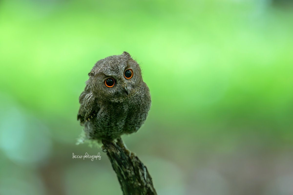 フクロウとミミズクの違いは? 頭部の両端に耳のように見える飾り羽を羽角(うかく)と言います。飾りの羽なので実際の耳ではないんです。実際の耳は ...
