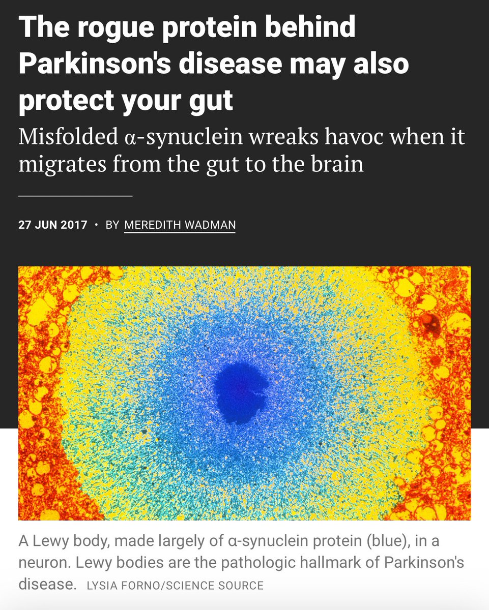 MichaelOkun's tweet photo. What is the normal function of alpha synuclein in the gut? These new finding should draw the attention of everyone in Parkinson’ disease research.
Key Points:
- Nine years were invested in collecting and analyzing ‘biopsies of the duodenum—the first part of the intestine where nerves normally produce very little αS—from 42 children unlikely to have Parkinson's disease.’
- Alpha synuclein was present ‘in the nerves of the inflamed intestine—and the more intensely inflamed the tissue was, the more was there.’
- They then examined biopsies from 14 children and two adults who received intestinal transplants and later developed infections with ‘norovirus.’
- In 4 folks the alphasynuclein appeared only during infection.
- Could synuclein protein be a magnet for inflammatory cells.
- Synuclein in ‘normal conformation or in the misfolded aggregates attracted white blood cells that are present in both acute and chronic inflammation.’ 
-Both forms of activated ‘dendritic cells, which lead to lasting immunity by presenting bits of foreign invaders to lymphocytes—the white blood cells that "remember" specific microbial intruders and respond in force to later invasions.’
My take: Beautiful summary by Meredith Wadman reminding us how important it can be to understand normal function.
When we produce alpha synuclein in the gut wall is may be the ‘cause—and not the effect—of tissue inflammation.’ Humbling! #parkinson