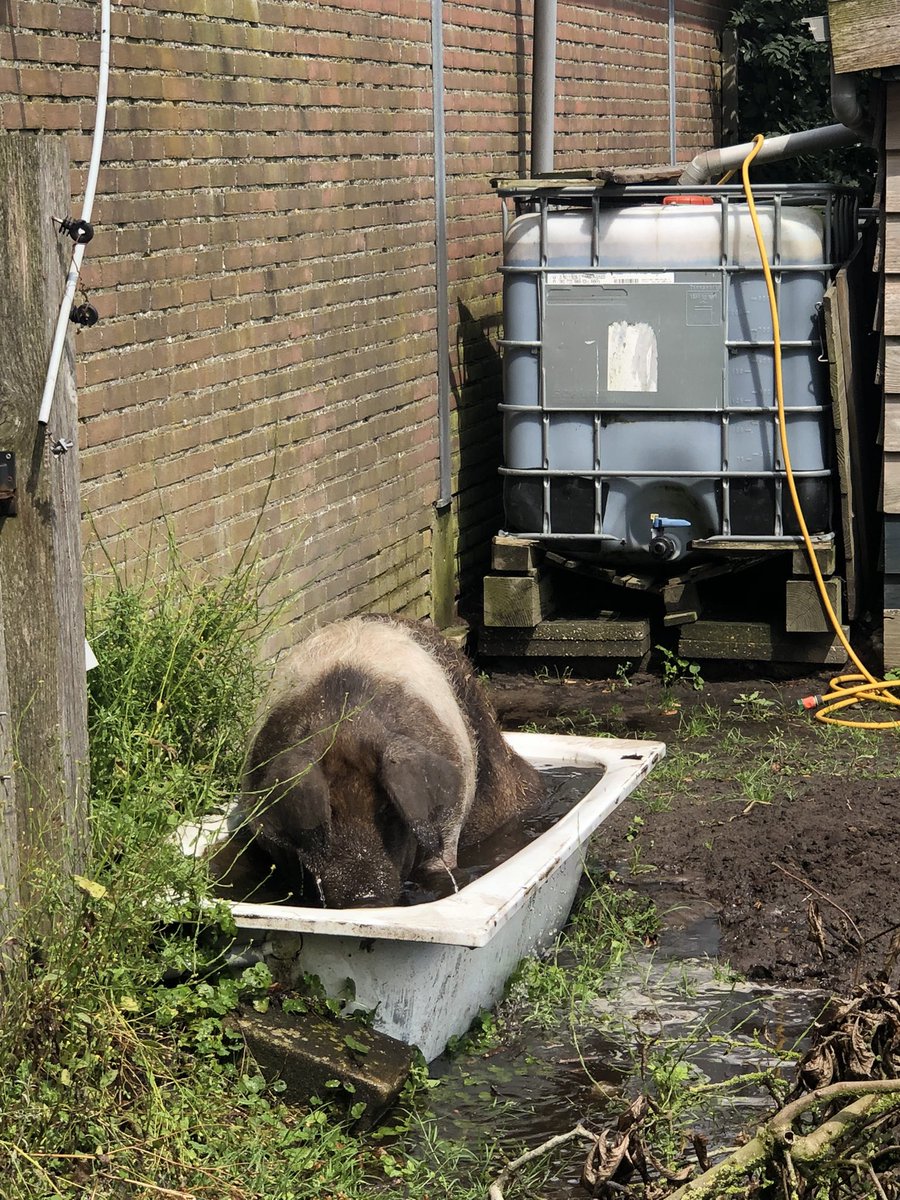 Na heftige start…. Ff verkoeling in de badkuip 🛀 🤷‍♂️