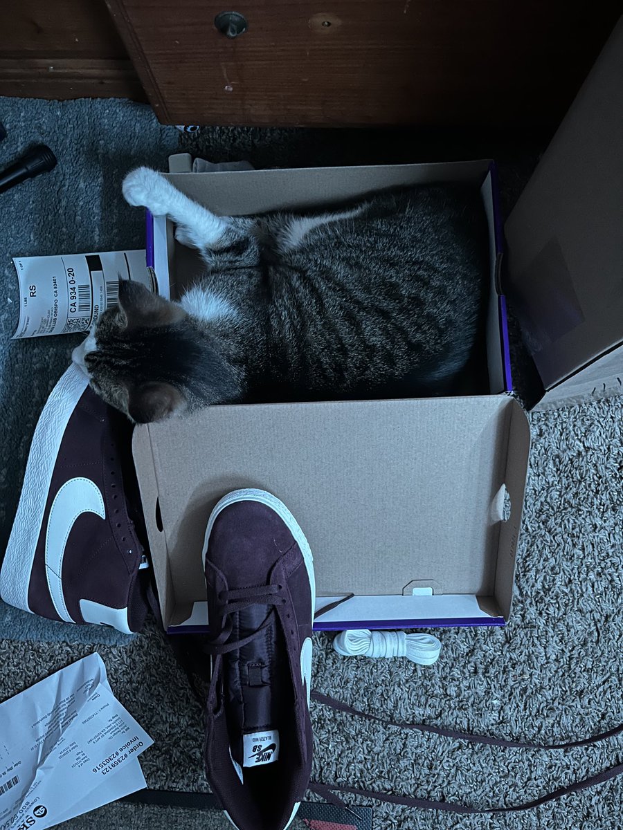 julram33's tweet photo. New shoes the other day, and already my cat claims the box for himself lol #catstuff #nike #freshstuff https://t.co/OZ4uMeaaUt