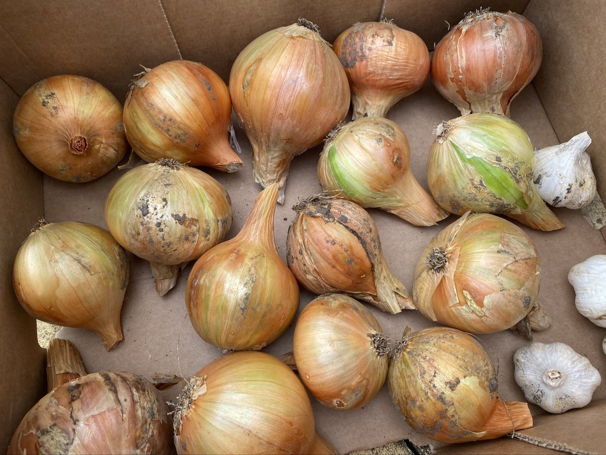 lwelsh's tweet image. Swapped my usual Sunday afternoon on CPOMS for digging, sorting and storing. Happy first weekend to those on Edutwitter who’ve broken up 🙌