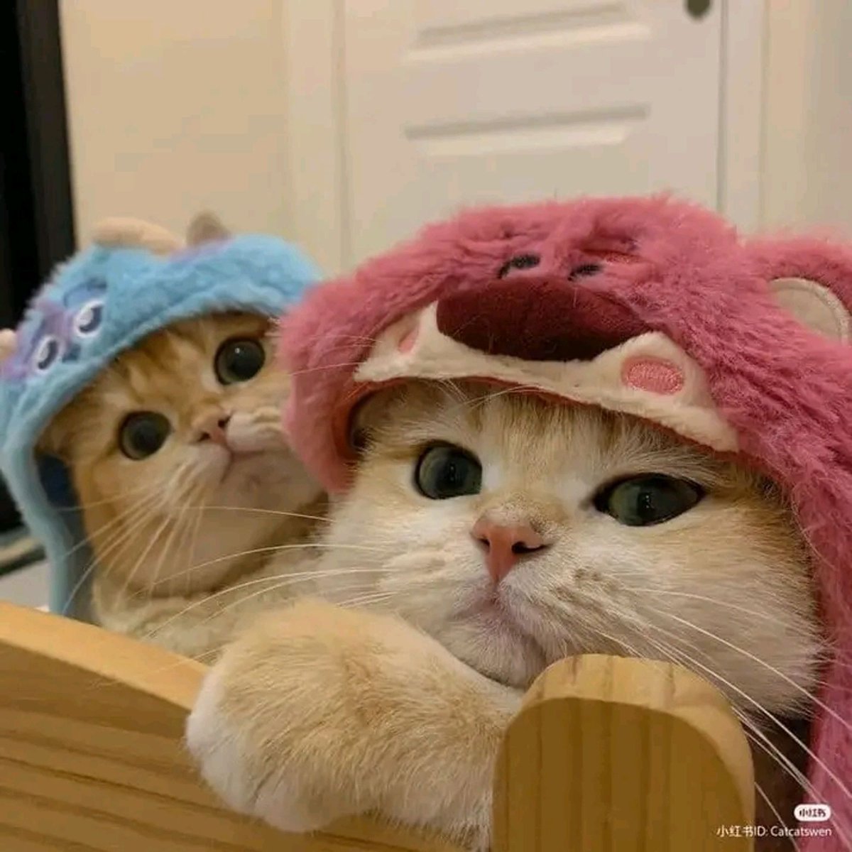 No Context Cats (@nocontextscats) on Twitter photo 