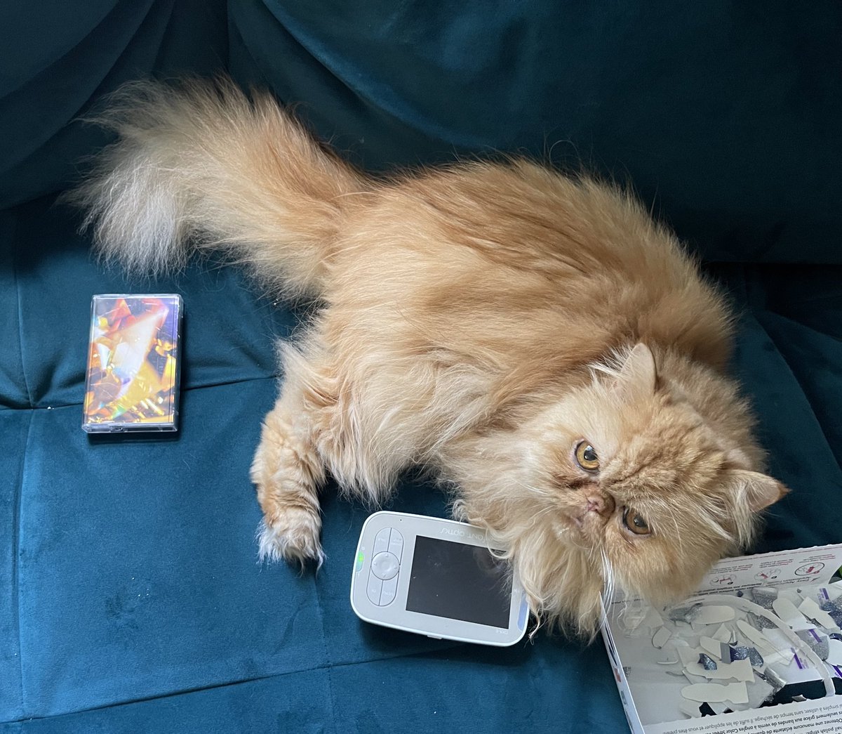 Golden Rules for Golden Persians.