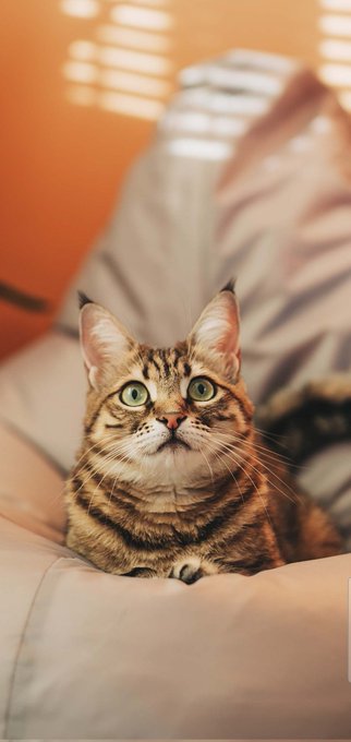 ❤️😻Meow😻❤️ #CatsAreFamily #CatsofTwittter #Love https://t.co/fOoR0fhSp4<a href="/tag/catsarefamily"class="tags">#CatsAreFamily</a><a href="/tag/catsoftwittter"class="tags">#CatsofTwittter</a><a href="/tag/love"class="tags">#Love</a>