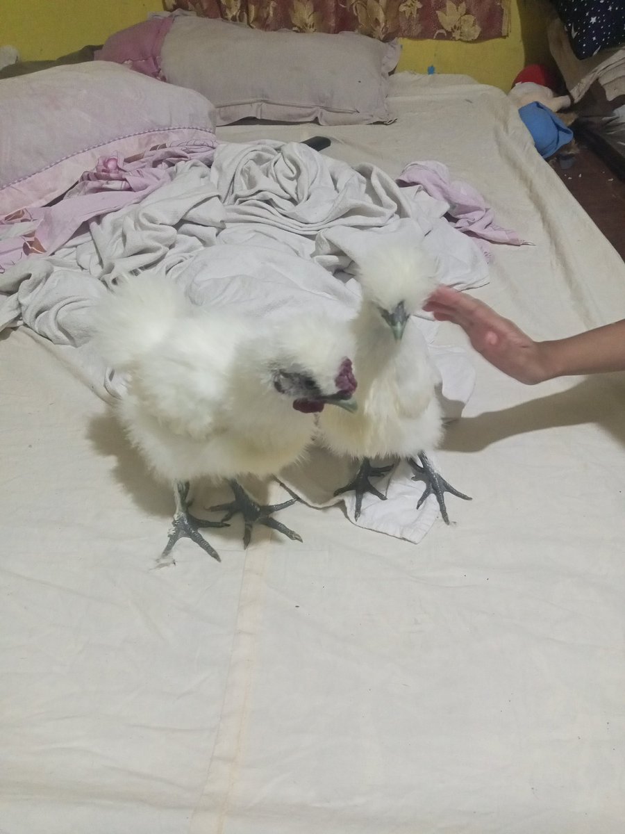 My new pet