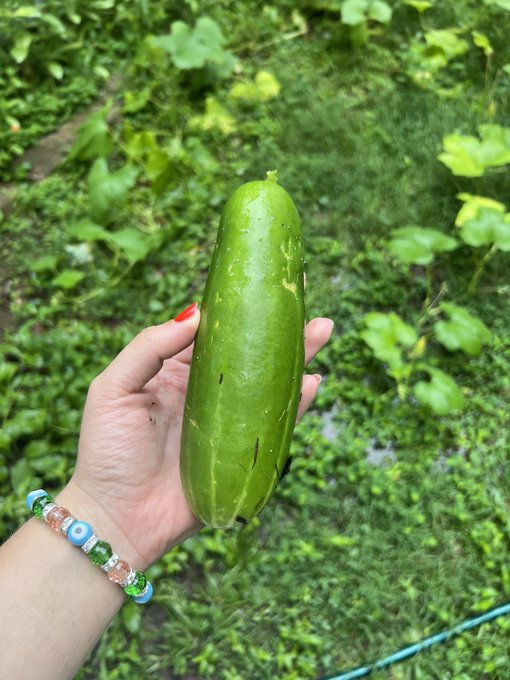 I feel so immensely proud of my little garden every time I get to eat something from it. https://t.c