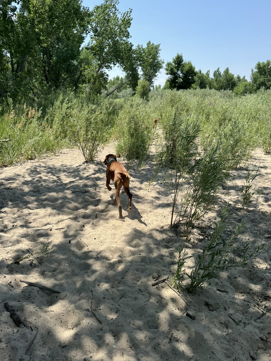 A beautiful summer day calls for reservoir time with my #vizsla girls. And treats obviously. #happypups #Colorado #summertime