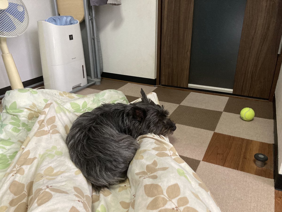 チャンプは飼い主と昼寝をします。

🐾「お昼の散歩にむけて一緒に昼寝をしようね…」

今日は猛暑なのでお昼の散歩はキャンセルしませんか？😅

#ケアンテリア #ケアーンテリア
#ケアーン・テリア #CairnTerrier