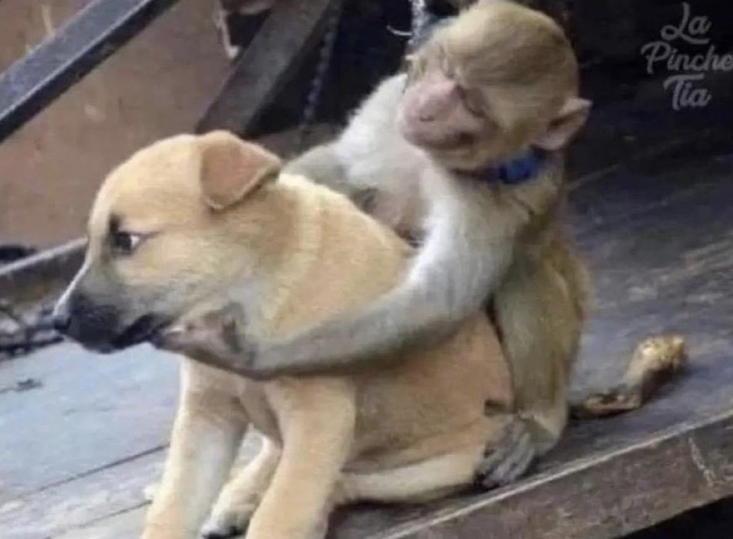 Guarromantico_'s tweet photo. *Yo explicándole a mi perro lo importante que es para mí y que si le pasa algo no lo soportaría*

Mi perro: https://t.co/Wxqm7ziW36