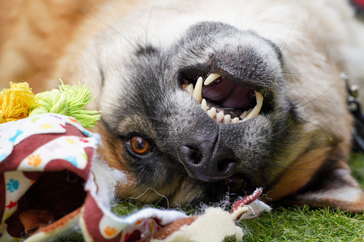 My best buddy’s 7th birthday 🎂