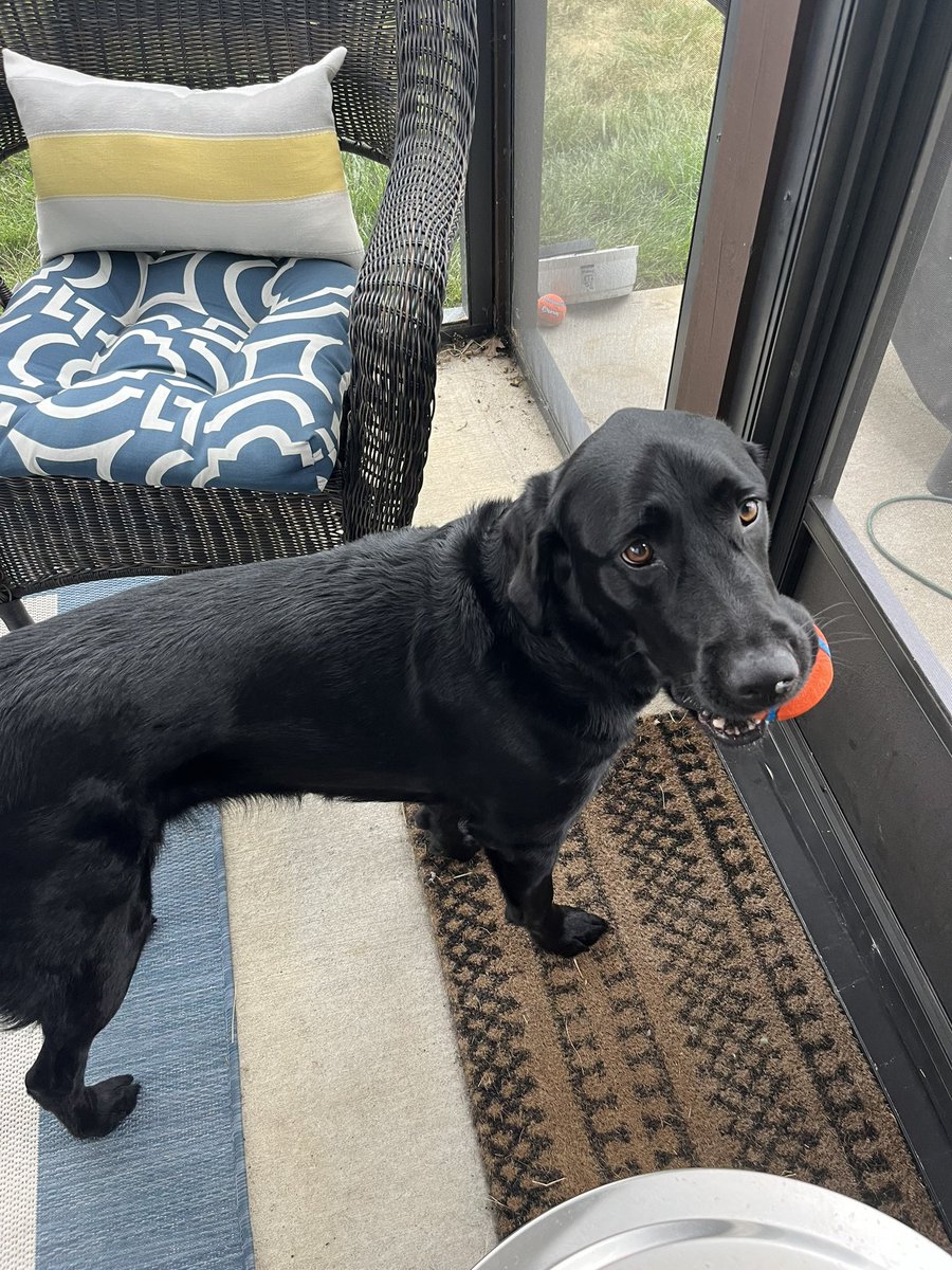 Alma the PGS Therapy Dog (@fssdalma) on Twitter photo My mom went on a trip, and I had a blast with everyone that watched me! I got to swim, play with friends, and have some orange ball time!!! #fssdtherapydog #fssd #summertime #therapydog <a href="/fssdPGMS/">Poplar Grove 5-8</a> My mom went on a trip, and I had a blast with everyone that watched me! I got to swim, play with friends, and have some orange ball time!!! #fssdtherapydog #fssd #summertime #therapydog <a href="/fssdPGMS/">Poplar Grove 5-8</a>