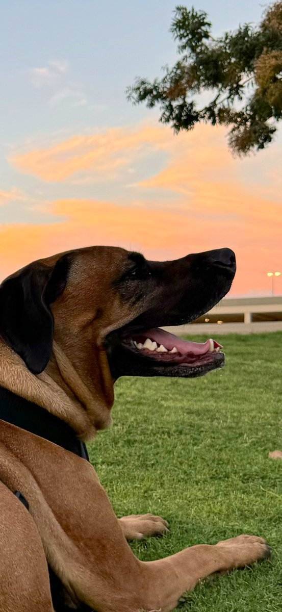 dashbo6's tweet image. Dawg