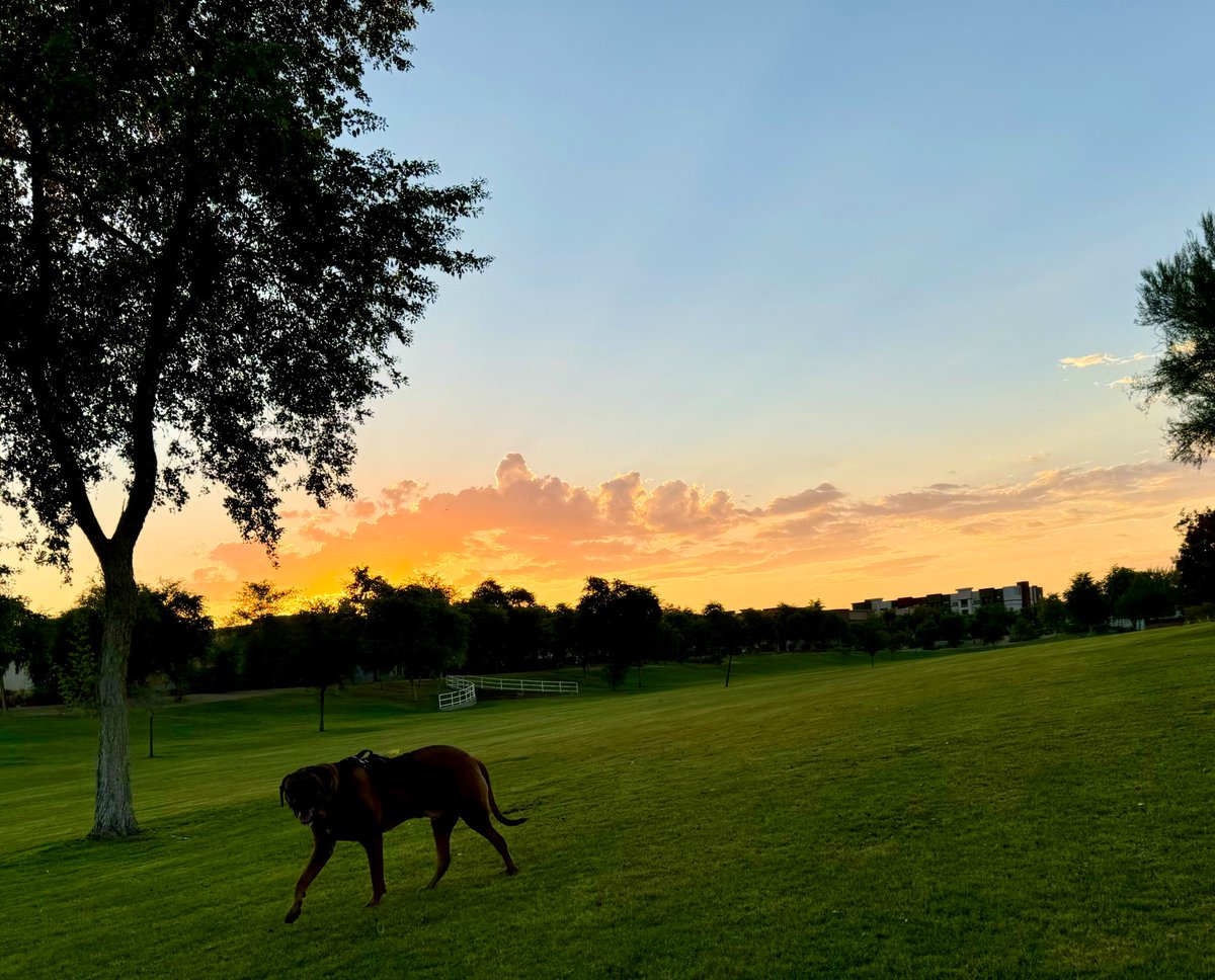 dashbo6's tweet image. Dawg