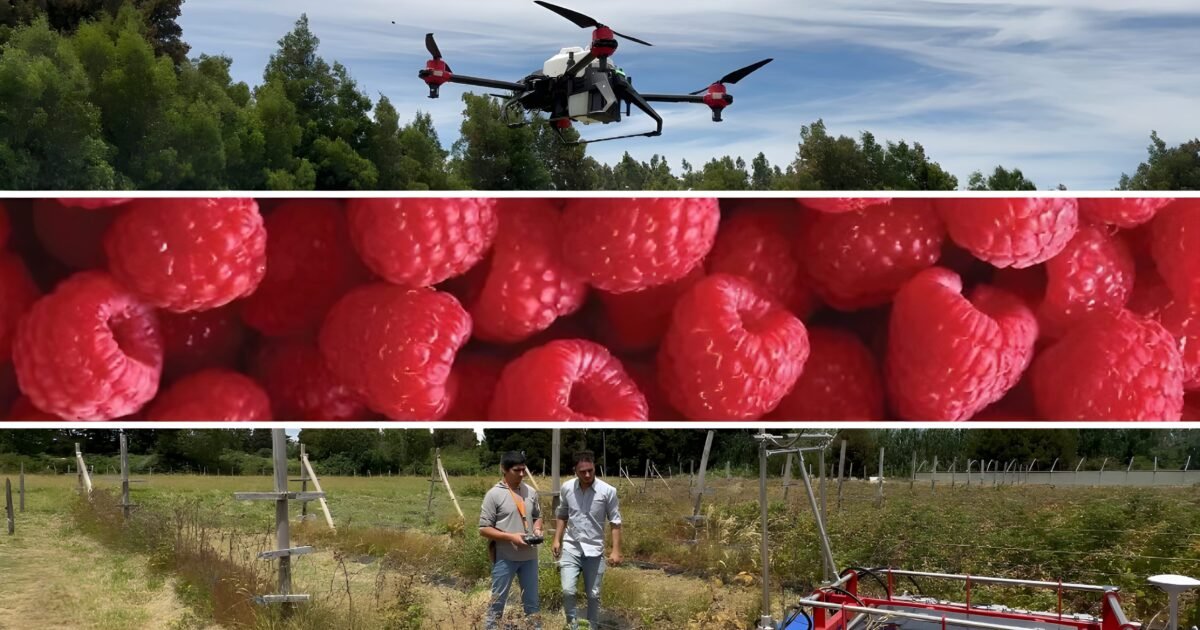 Sabescl's tweet photo. Culmina con éxito el proyecto “Agroceler: Fruticultura 4.0”: un impulso tecnológico para los agricultores del Biobío

https://t.co/1yT6XVT6FD https://t.co/eBT1YK2tKh