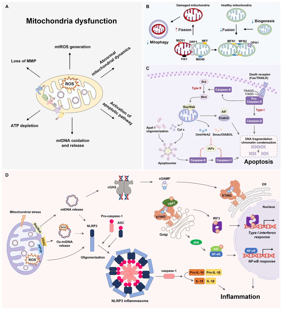 heniek_htw's tweet photo. Targeting Mitochondrial Dysfunction and Reactive Oxygen Species for Neurodegenerative Disease Treatment
https://t.co/C2rwYCjZ0e https://t.co/Eo5fOCioa9