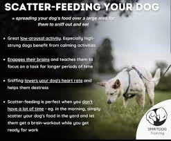 DawgsPawz's tweet image. Interactive Feeding: Scatter your dog’s kibble around the yard or house to turn mealtime into a fun search game.

#InteractiveFeeding #ScatterFeeding #EngagingGames #MentalStimulation #DogEntertainment #DogTips #DogHacks #PupPlaytime #DogOwners #MindStimulation #FeedingFun