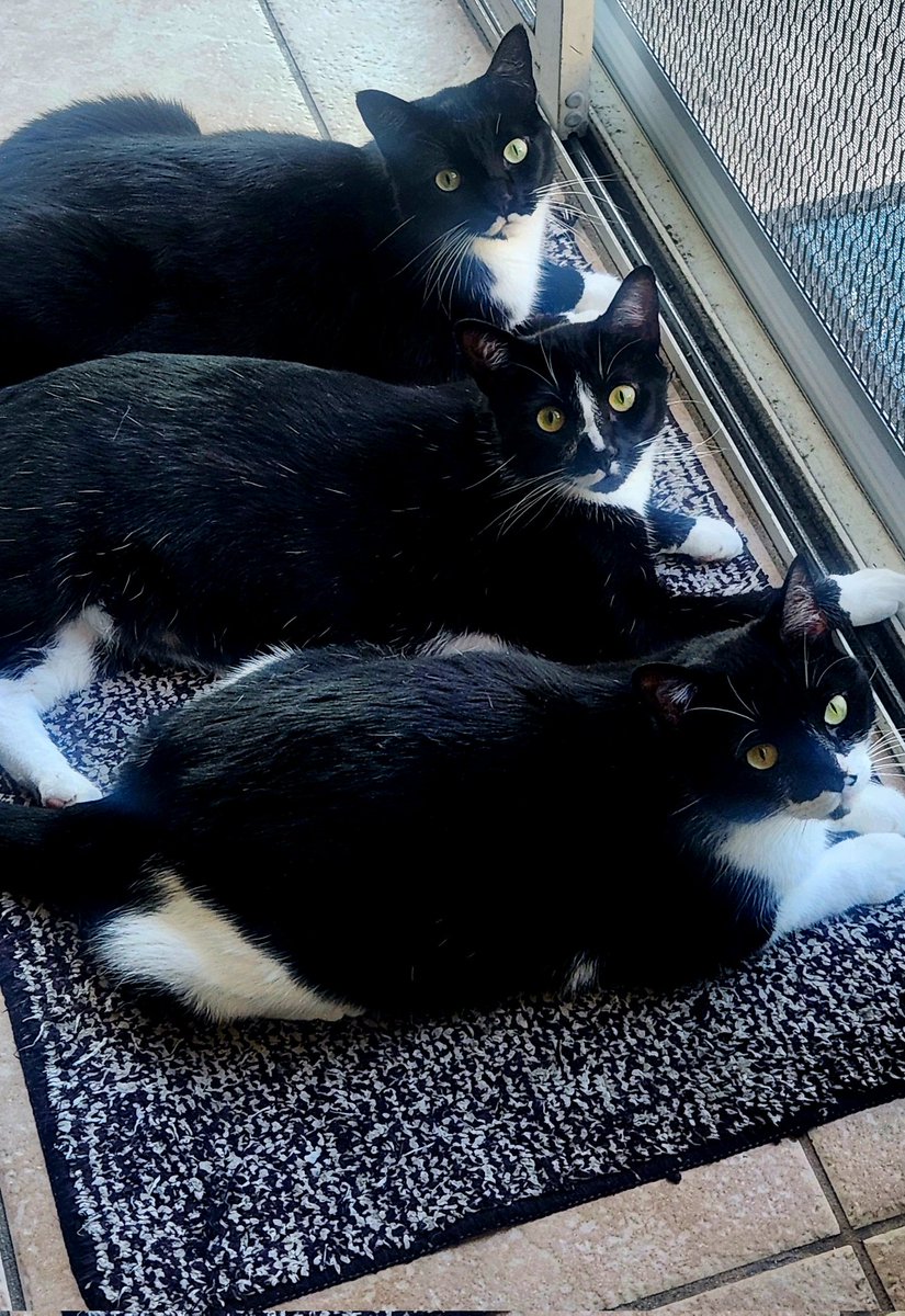 Kitten 🌈, Figaro, Shadow, & Spike 🧡💙💙💙 tweet media