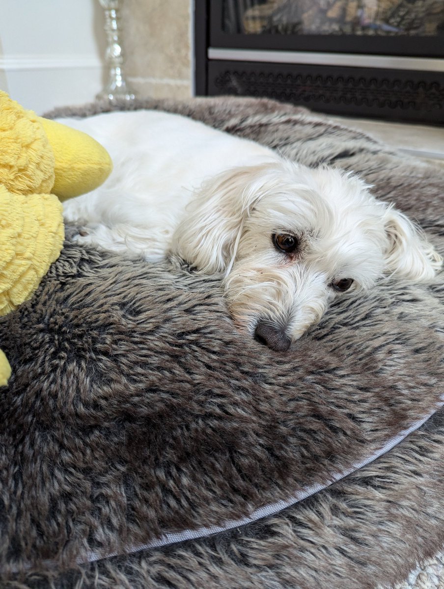 ashley_offi's tweet photo. I haven't been posting much. My life has been on fire for the past few months, but this past week has probably worst, because now my world is on fire too.

Tilly update (my entire world): https://t.co/4PrXV3tTCp