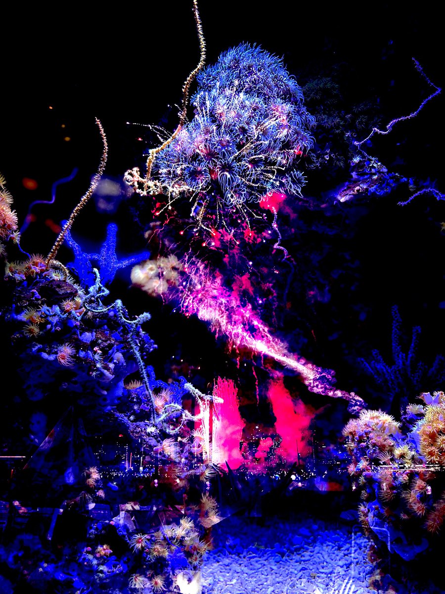 davesnft.eth 💊 tweet media