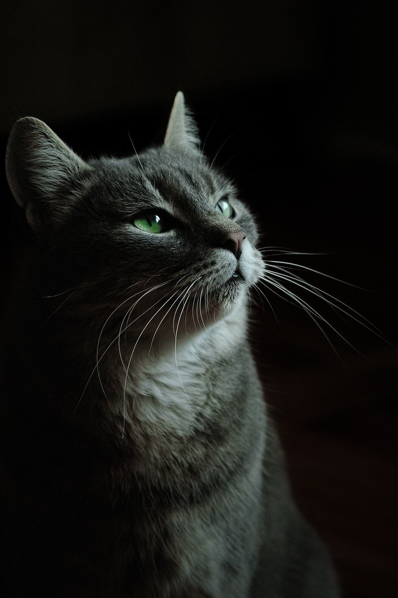 Feline grace and charm. What’s your favorite thing about cats?
By drazen90 on Pixabay

bit.ly/3SgPc1k