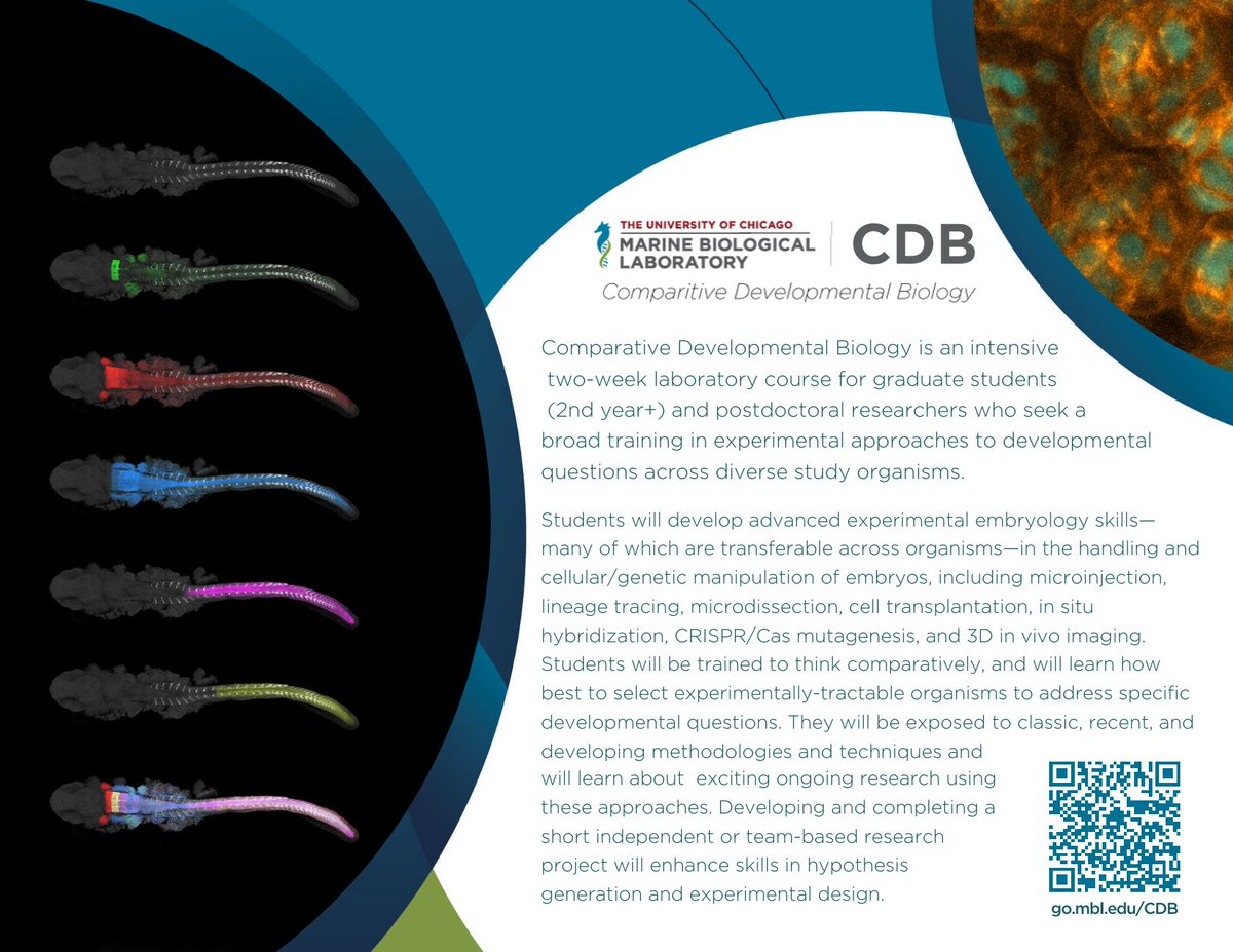 Are you a #gradstudent or #postdoc fascinated by developmental biology? Join us in October for this two-week lab-intensive course — Comparative Developmental Biology at the MBL. 

DEADLINE EXTENDED TO JULY 26!  go.mbl.edu/CDB