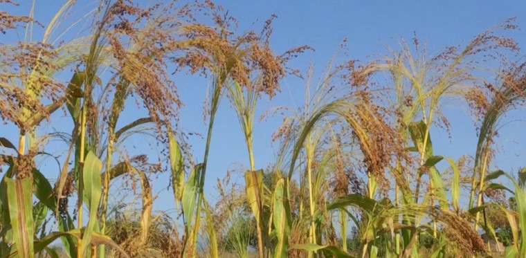 FabGiagnoni's tweet image. La #saggina o #sorgo è una #pianta delle graminacee molto utile all&apos;#uomo, sia per la sua commestibilità sia perché da essa si producono scope omonime molto popolari.

#Piante #Natura #Cibo #Cereale #Cereali #Sorghum #Food #Foodies #Foodie #Plants #Nature #NatureBeauty