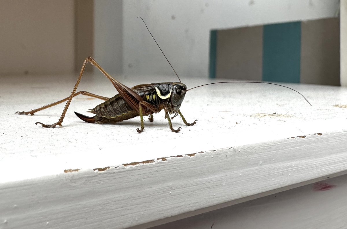 This Roesel’s Bush Cricket was a surprise just now in our conservatory here in Colchester. Not only a first for the garden but also a lifer for me.