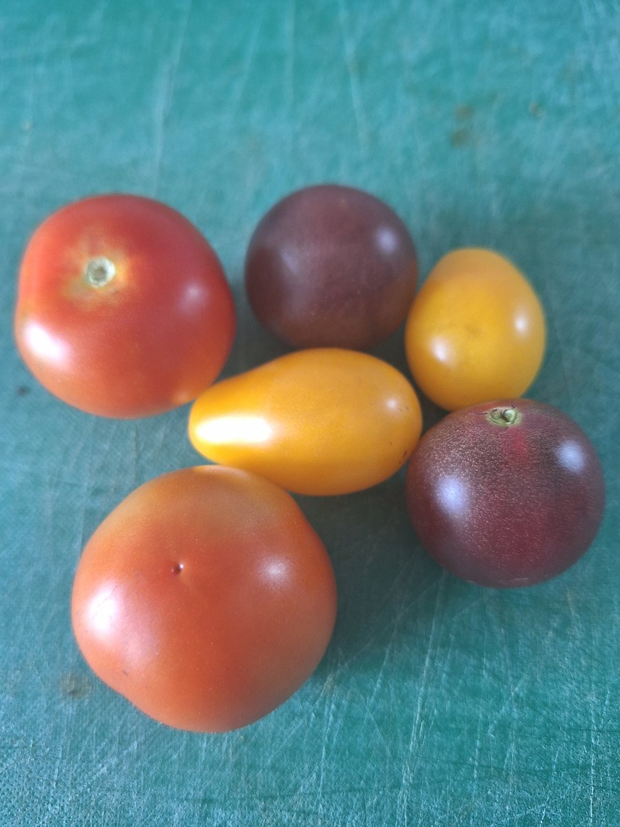 Seeds To Suit (@seedstosuit) on Twitter photo This is what it is all about. Picking the perfect amount for our vongole bianco. Red Cherry, black cherry and yellow pear. At Seeds To Suit we sow what we sell and we eat what we grow!
#seedstosuit #uksourced #qualityseeds #recyclablepackaging #BestPricesOnline This is what it is all about. Picking the perfect amount for our vongole bianco. Red Cherry, black cherry and yellow pear. At Seeds To Suit we sow what we sell and we eat what we grow!
#seedstosuit #uksourced #qualityseeds #recyclablepackaging #BestPricesOnline