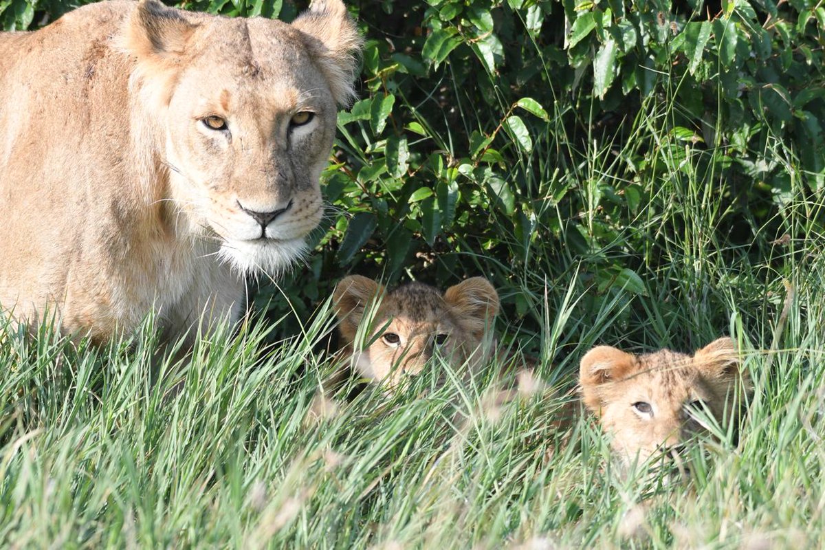 #mugiecamp  Good things generally come to those who are prepared to be patient...... we searched for almost 2 hours to find these absolute beauties yesterday 🐾🐾❤️