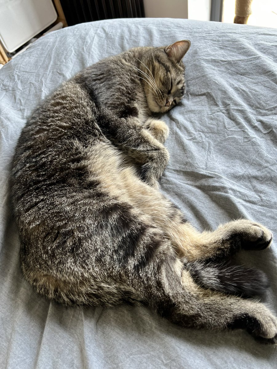 MacroCRG's tweet photo. Albert update 

He getting big https://t.co/bhGIe504GM