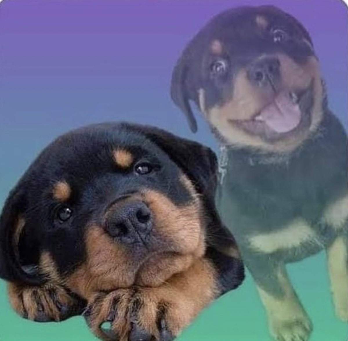 El perrito no ha querido comer, vamos a tener que darle pollito desmenuzado.