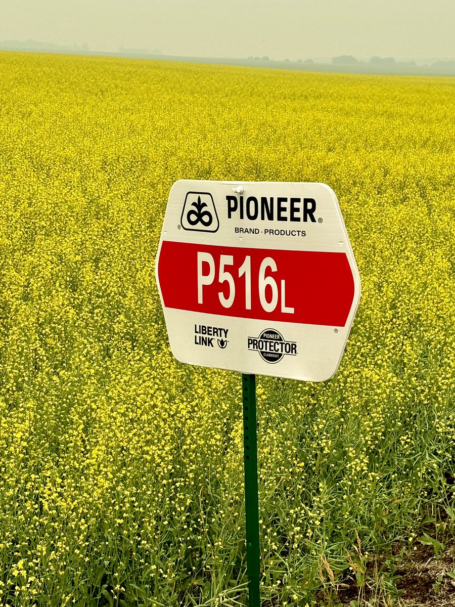 Another good looking field of <a href="/PioneerSeedsCA/">Pioneer Seeds Canada</a>  continues to impress under these hot and dry conditions. #canola