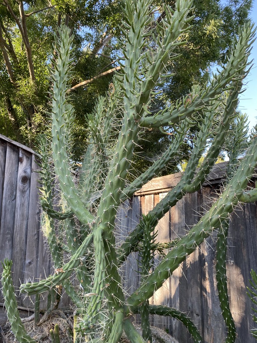 LedCoMe's tweet photo. Domestic cactus vs wild? https://t.co/jXfHok3NKh