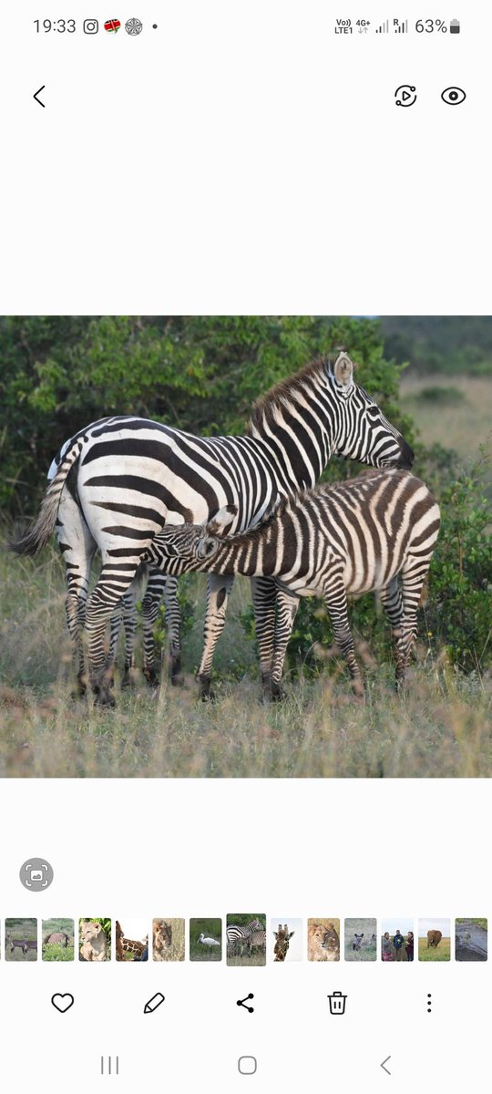#mugiecamp Definitely my favourite photo of this final safari. Simply precious.