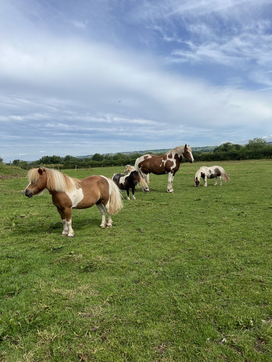 Ever wanted to stay in a luxury shepherd hut on the beautiful Somerset Levels? There is a reason why we named this hut Shetland View. Imagine waking up to these cuties in the morning. Summer availability £135pn collieshepherdhuts.co.uk